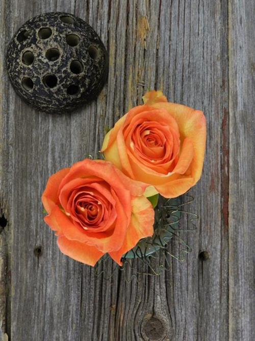 CARIBBEAN  BI-COLOR ORANGE/YELLOW ROSE